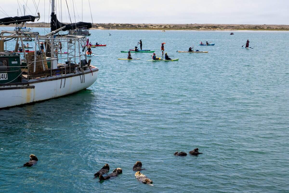 A flock of witches and a family of their otter familiars paddle in the harbor at the Witches Paddle in Morro Bay on Saturday, Oct. 25, 2025. The 13th annual paddle attracted hundreds of witches and creatures of the night taking to the watter on paddleboards, kayaks and other small craft.