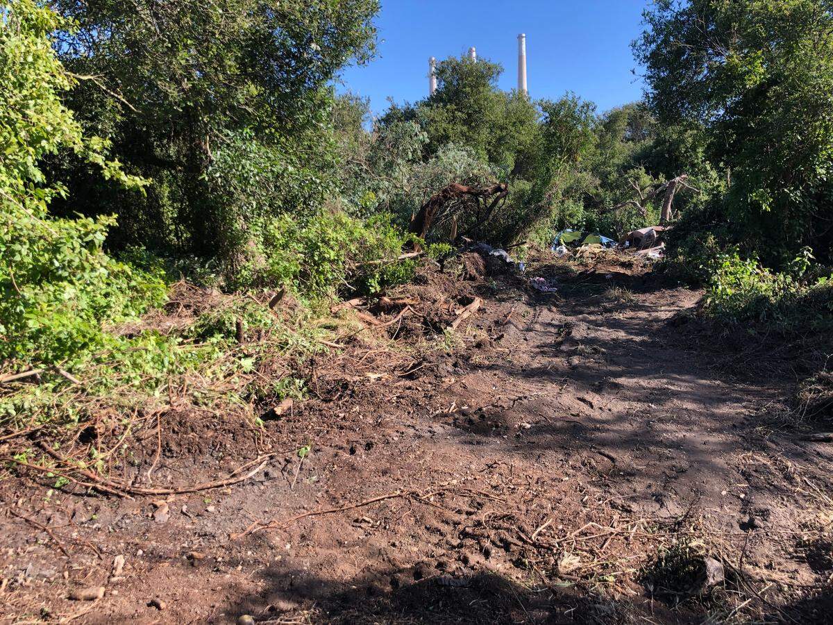 Some of the densely forested area surrounding Morro Creek in Morro Bay was bulldozed by Vistra Corp., a Texas-based energy company that owns the land, to make clearer paths for workers to clean out the houseless encampment on the property.