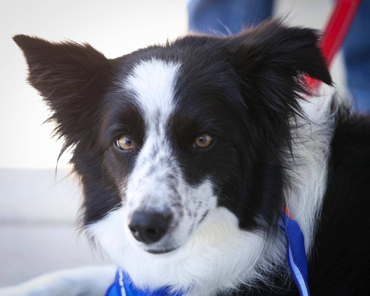 Luna is a border collie who found a life as a therapy dog. Due to a genetic issue she can’t herd or do agility courses, but she can be a part of a new therapy dog program to help passengers traveling through the San Luis Obispo County Regional Airport.