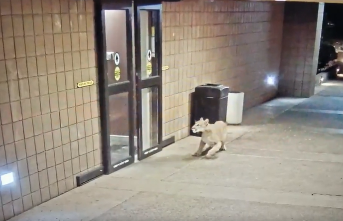 This is the moment the doors started to open and the mountain lion became afraid.