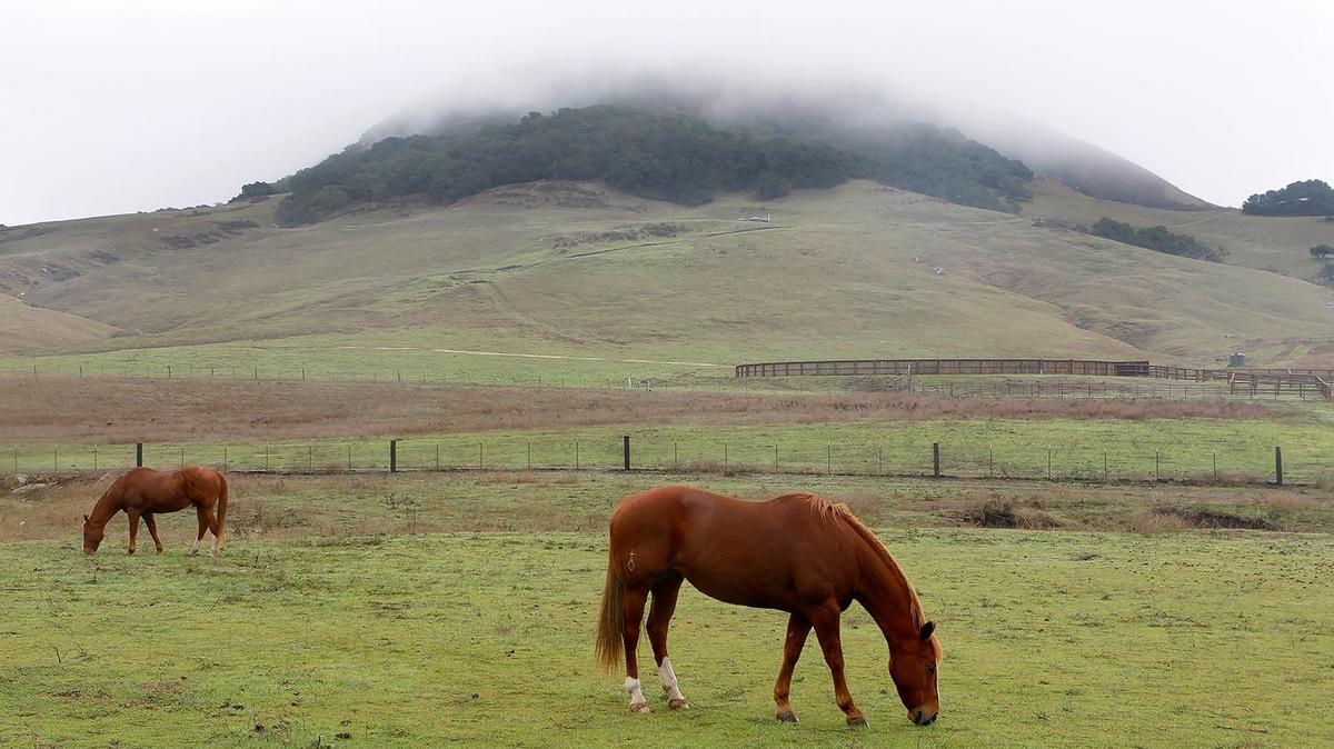 A misty morning rain gave way to a soft, low cloud cover on the mountains in San Luis Obispo. Pictured are horses at the Madonna Ranch property and Cerro San Luis shrouded in a fog in the background.