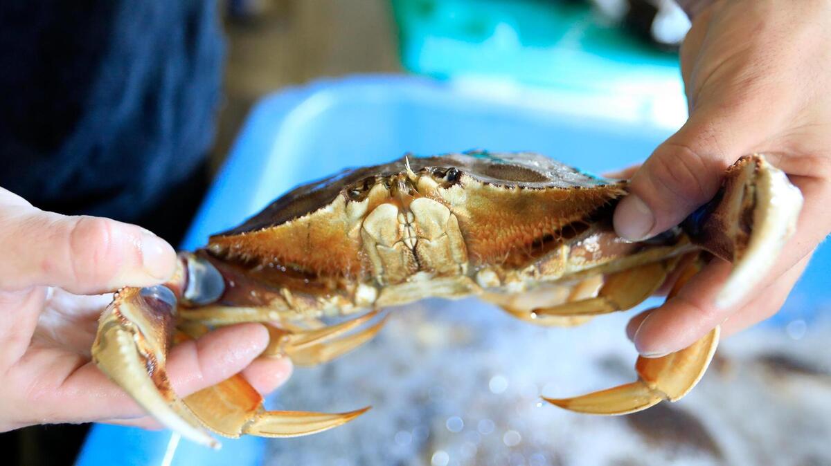 La temporada de pesca comercial del cangrejo dungeness de 2023 se cerrará el 15 de abril.