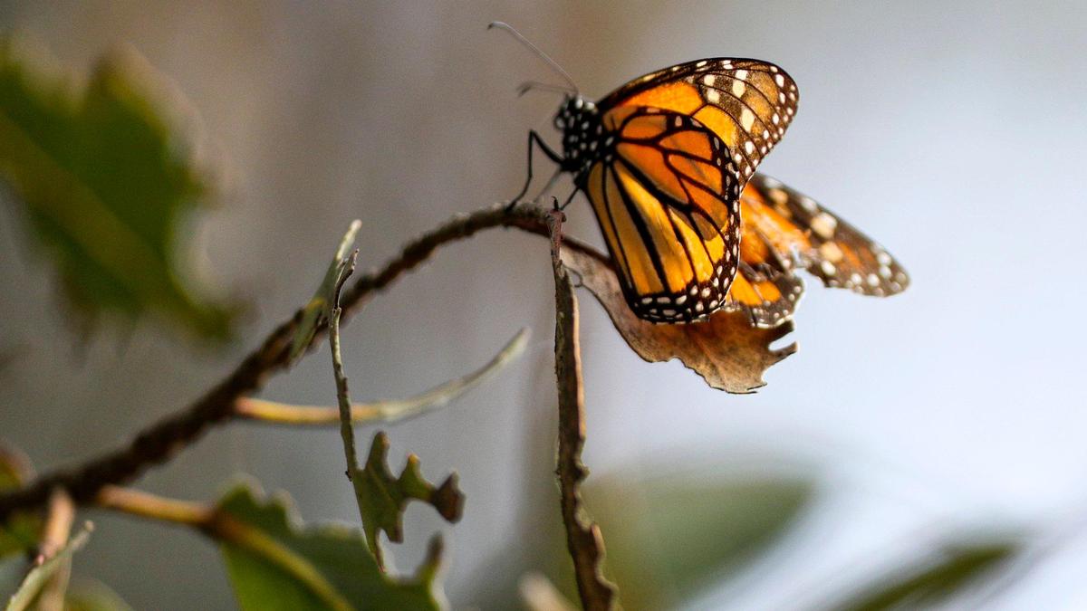 One of California’s premium overwintering sites for western monarch butterflies sites, the Pismo State Beach Monarch Butterfly Grove has seen the insect species’ population crash in 2020. Branches that used to be heavy with butterflies now have small clusters or individual insects.