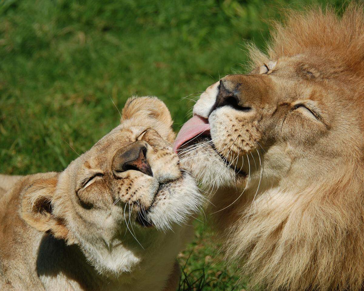 As part of the Cats of Africa exhibit, Chadwick shared space with female lion Gingerbread, with whom he sired two offspring. Gingerbread died in 2017.