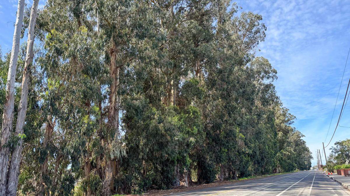 Residents of The Pike in Arroyo Grande are worried about the eucalyptus trees lining the south side of the road, pictured here on March 28, 2024, after a home was hit by a falling tree in the Feb. 4, 2024, winter storm that swept through San Luis Obispo County.
