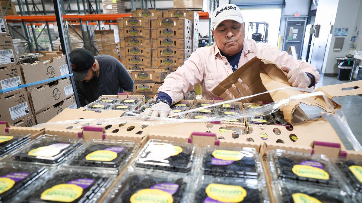 Michael Mabrouk unwrapps a pallet of blackberries as SLO Food Bank volunteers and staff put together bags of produce on Dec. 5, 2023.