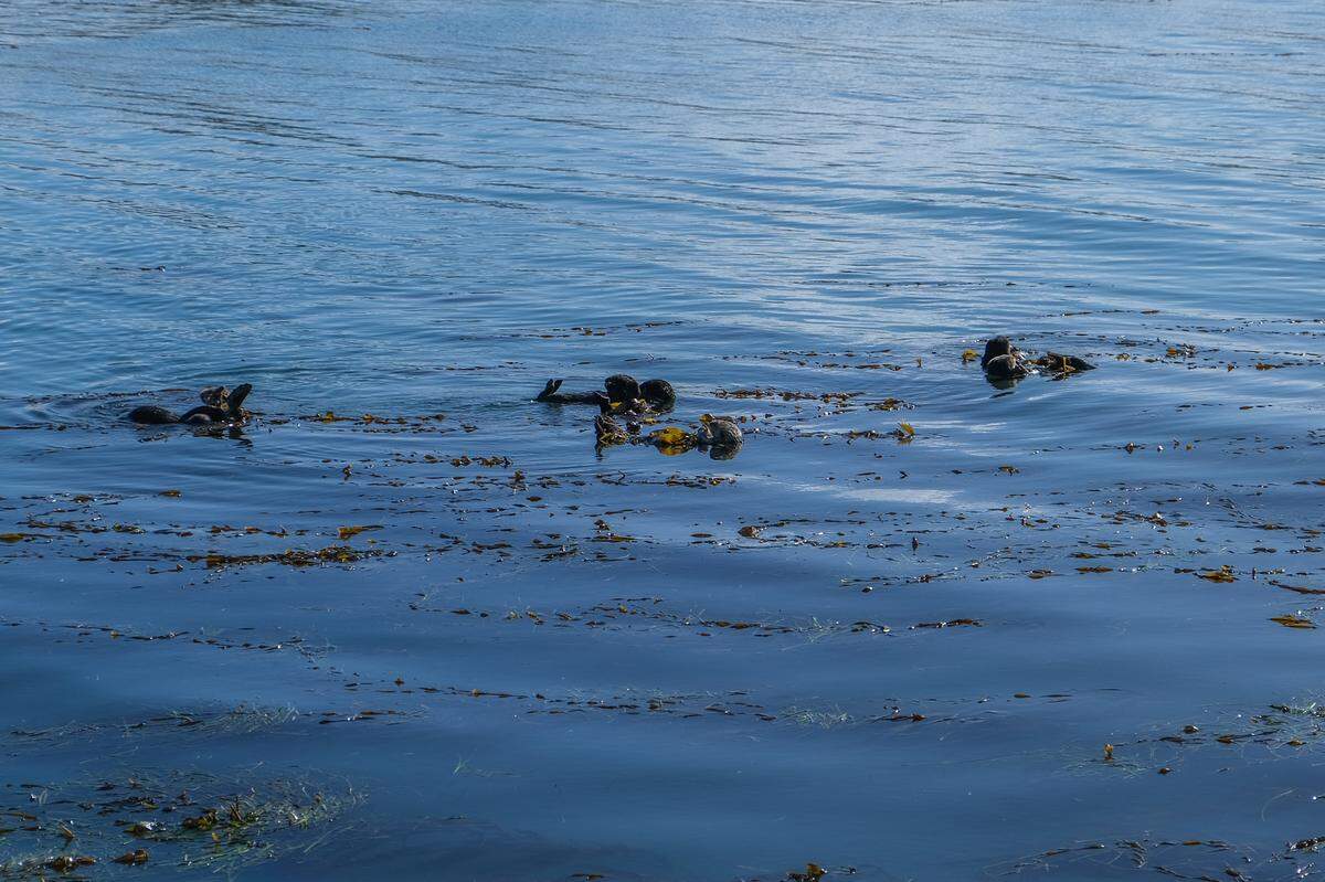 Otters play in the bay of Morro Rock in Morro Bay on Jan. 3, 2024.