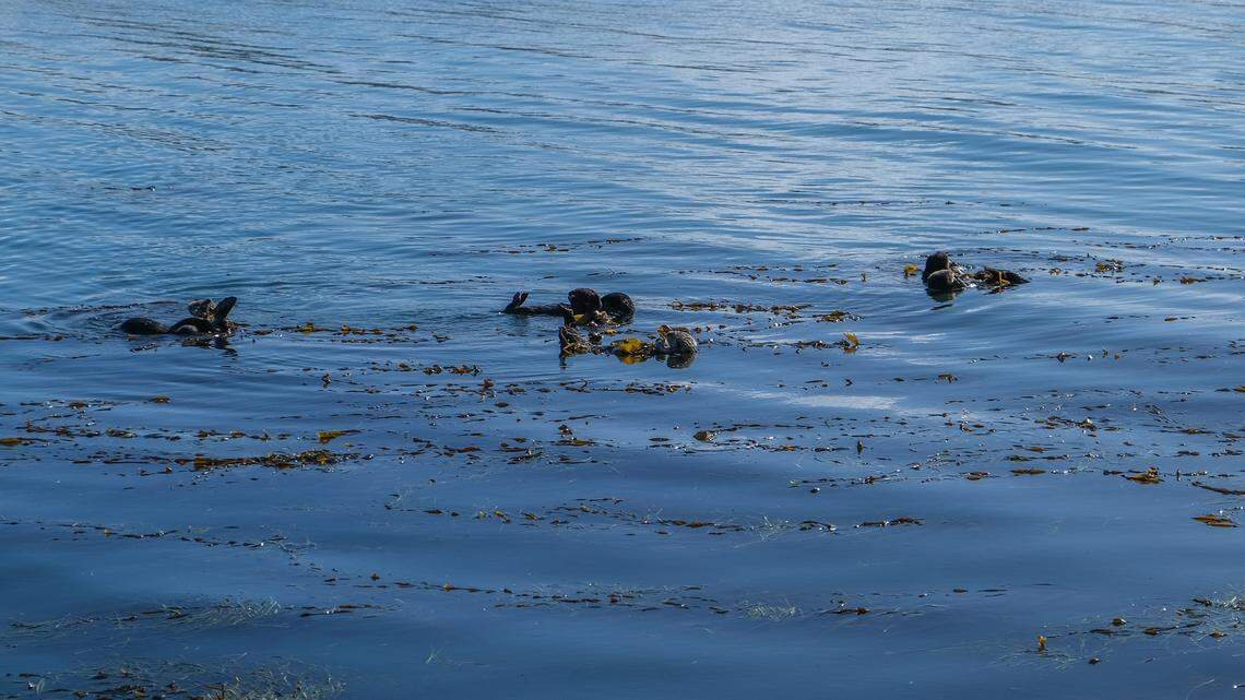 A sea otter was rescued from SLO County, but it was too sick to survive
