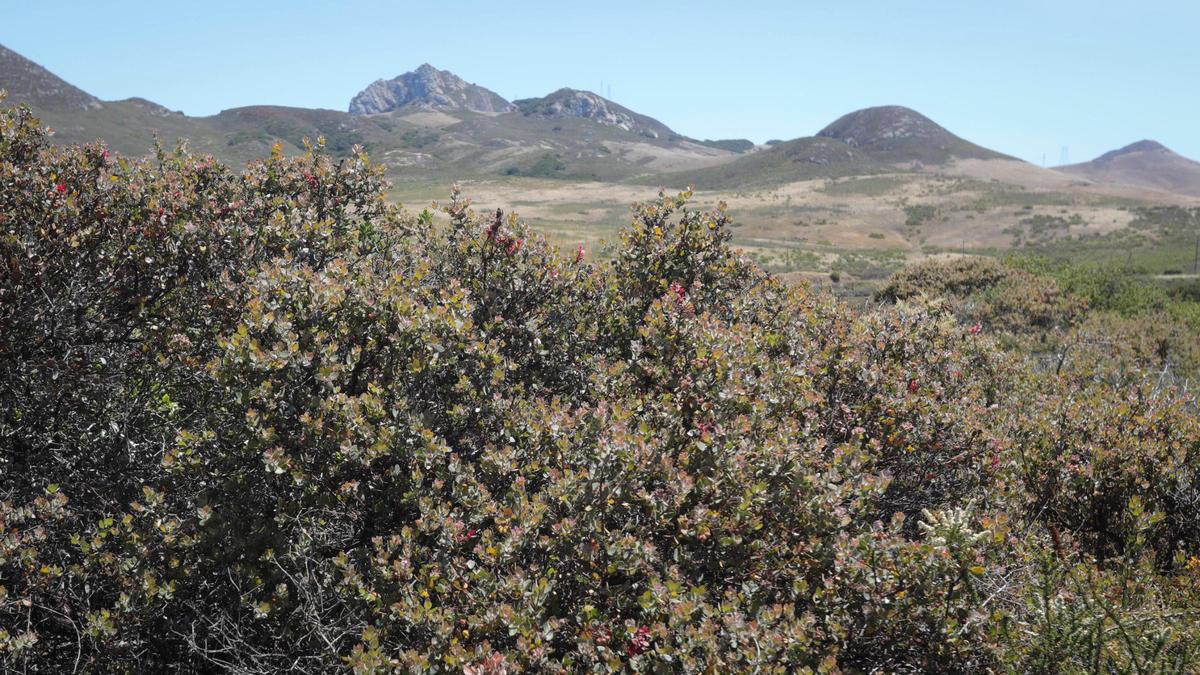 Morro manzanita can be found at the Elfin Forest in Los Osos. This photo is from June 30, 2025. Hollister peak in the background.