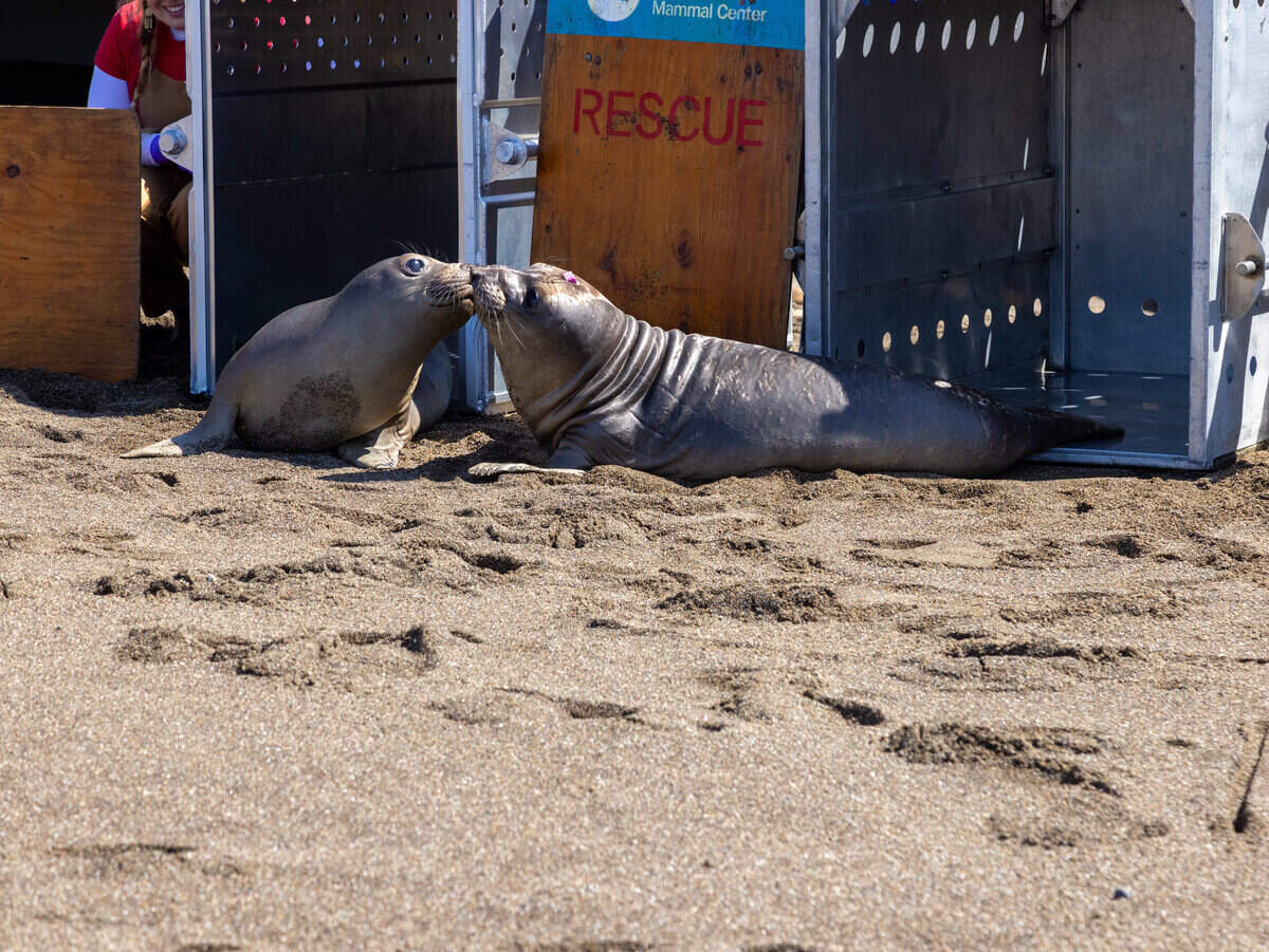 Rocky and Carnation leave their carriers. They wear hat tags, 3D printed tags made of compostable/biodegradable material. The tags will soon fall off in the ocean. The pups wear them as patients so that caregivers can identify which animal is which in a pool of bobbing seal heads. Each seal has an individual medication and treatment plan.