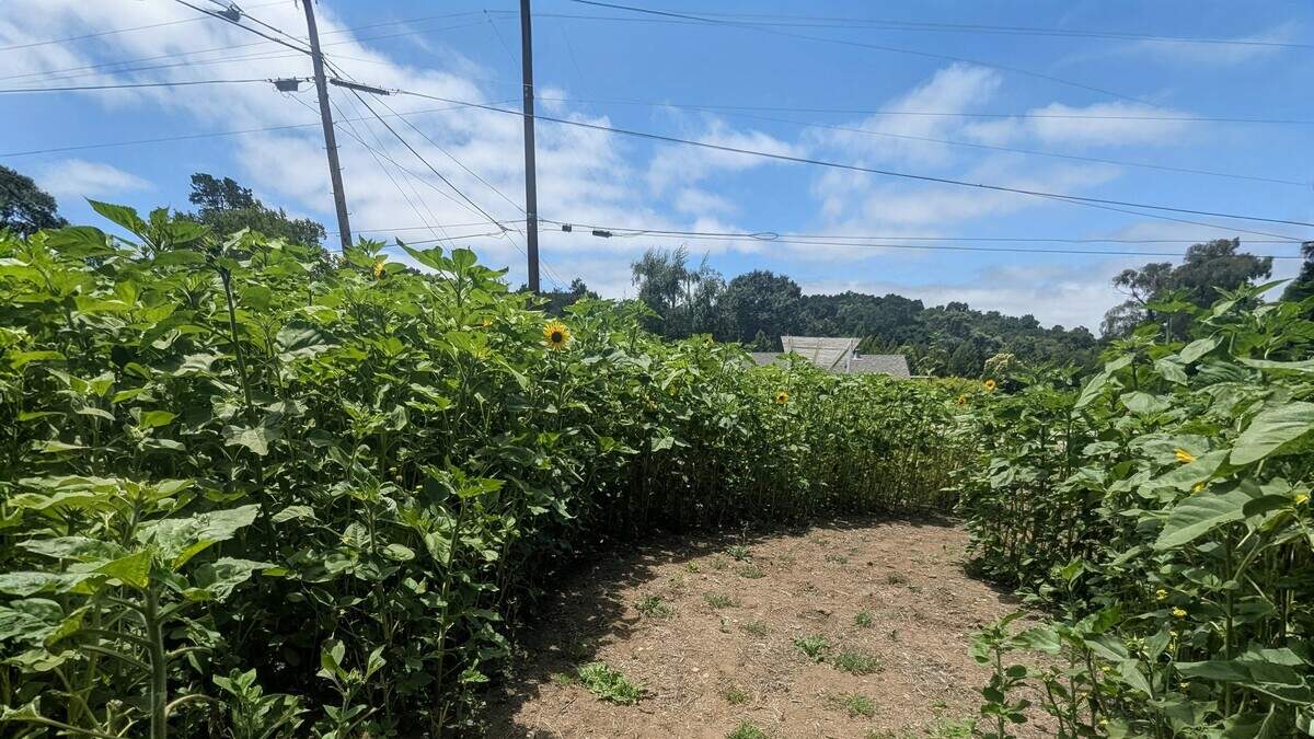 The sunflower pathway opens into a small clearing near the center of the planting, where visitors can pause among the blooms in Atascadero.