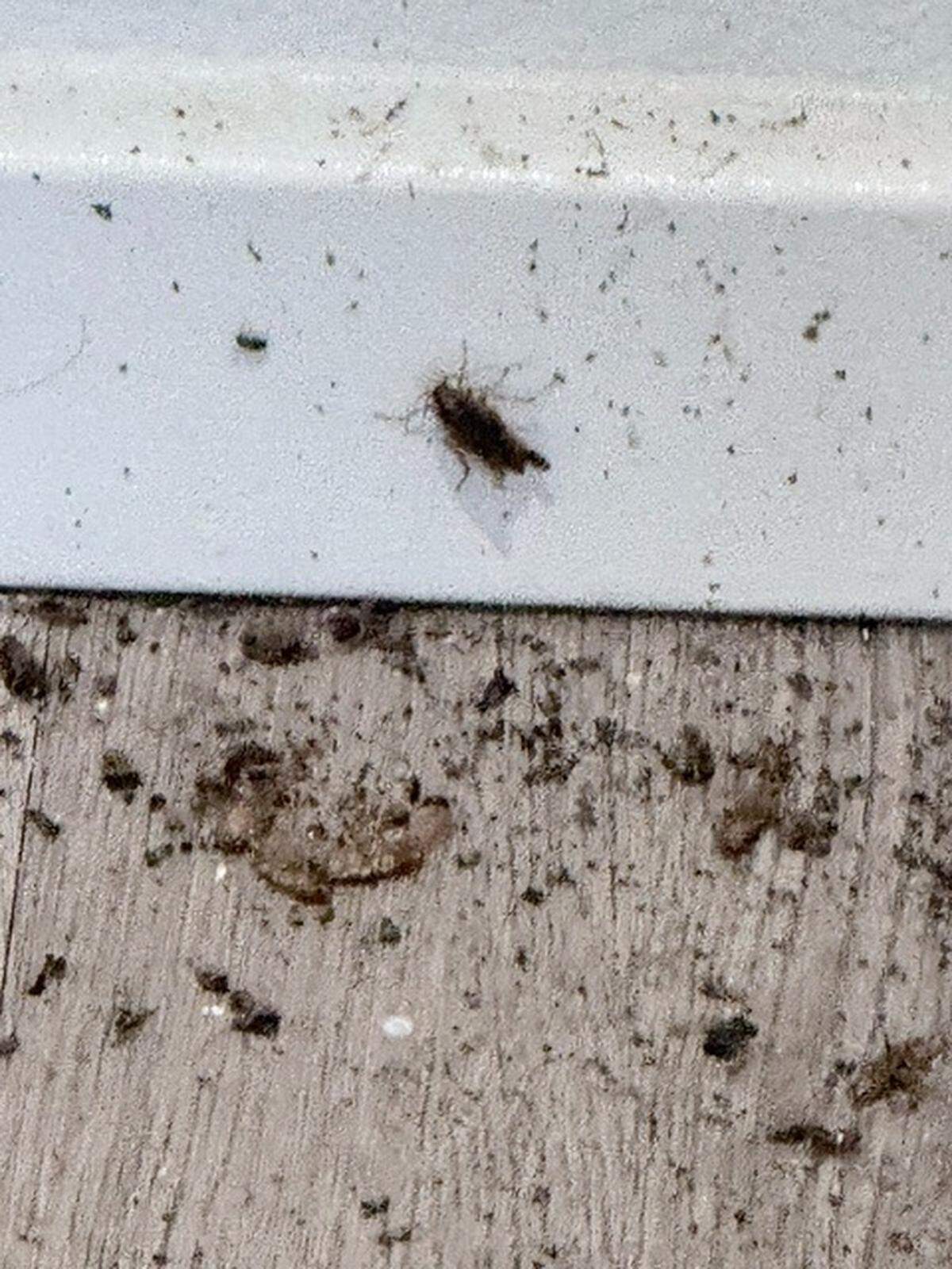 Arrive apartment complex resident Diana Suhovich has been living with a cockroach infestation at her Paso Robles home, shown here in a submitted photo. Suhovich alleges that Arrive’s management didn’t do enough to eliminate the infestation.