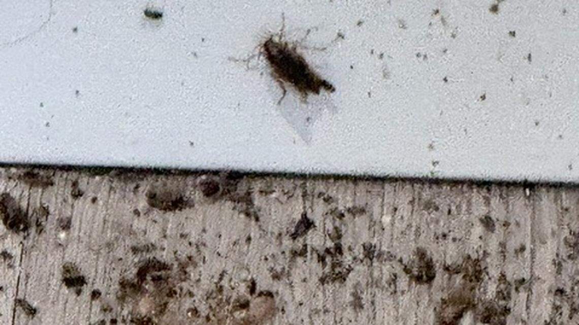 Paso Robles tenant asked management to fix a roach infestation. She got evicted