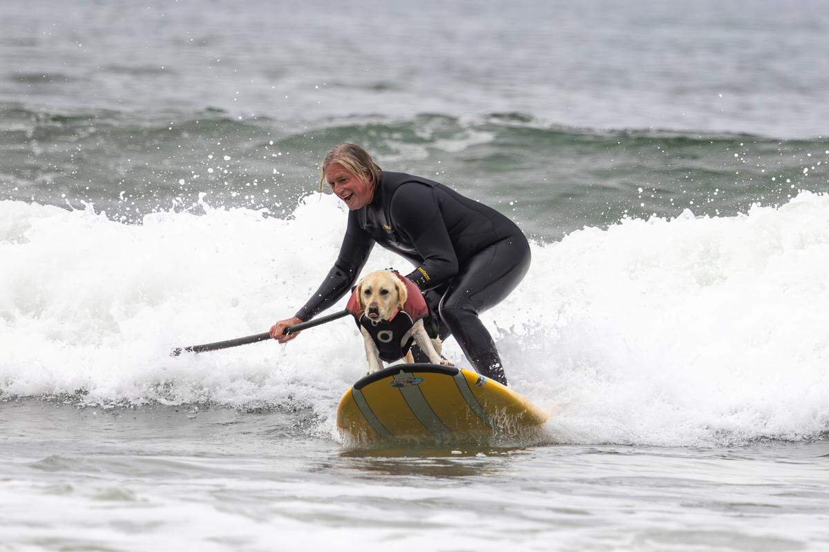 The World Dog Surfing Championships Exhibition Tour took over Pismo Beach on May 2, 2026. Labrador Pancho catches a wave.