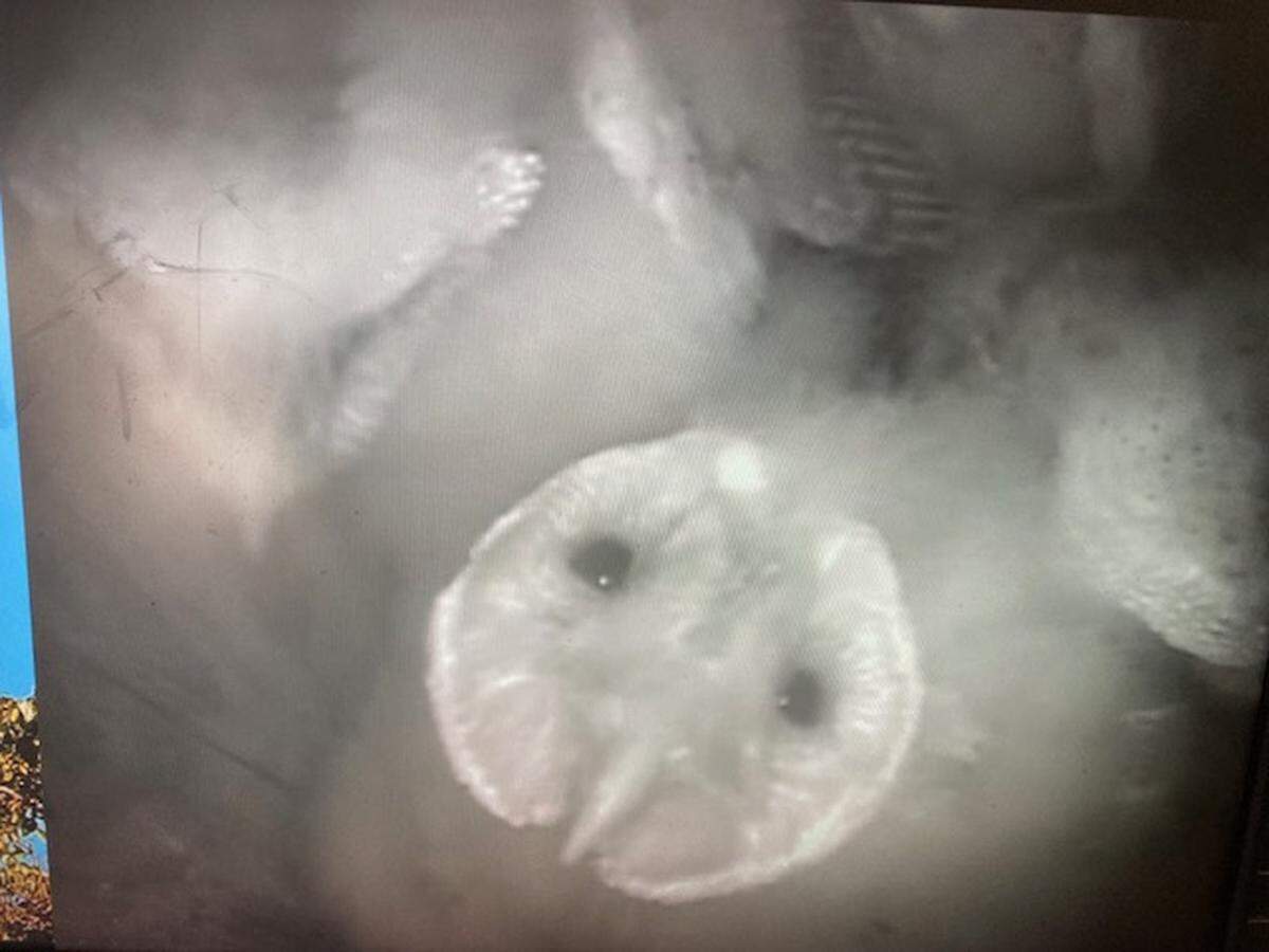 Baby owlets rest inside a bird box in Arroyo Grande on May 30, 2024. Box owners and bird enthusiasts Pam and Gary See have livestreamed the beginning of the owlets’ lives on YouTube where hundreds of viewers watch.