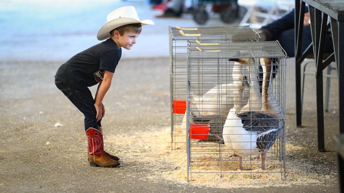 Kat Doherty, 5, looks at geese while waiting to show his chicken on the opening day of the California Mid-State Fair, Wednesday, July 19, 2023, in Paso Robles.