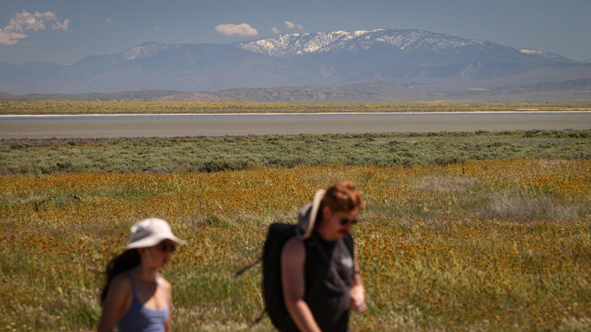 Hikers return from the Soda Lake Trail with 8,847-foot-tall snow-covered Mt. Pinos in the distance April 3, 2024, during the spring wildflower bloom at the Carrizo Plain.