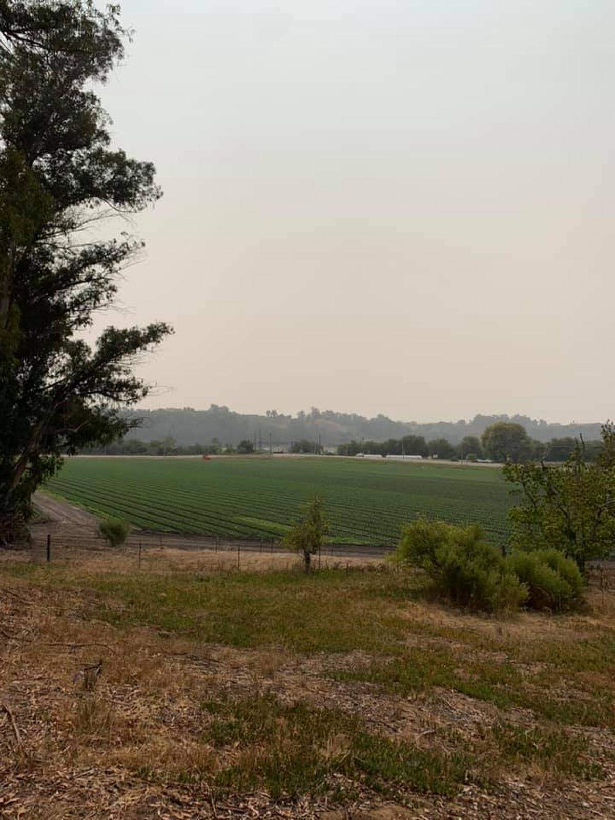 View over grape vines in Paso Robles on Wednesday, Aug. 19, 2020.