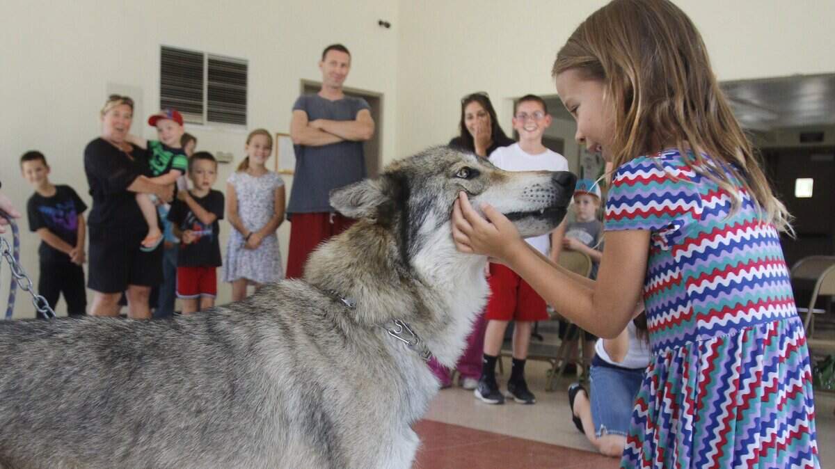Charlotte Surber, 6, pets a wolf mix during a presentation by Kristi Krutsinger, CEO of WHAR Wolf Rescue, at a library program at the San Miguel Community Center in 2015. A staff member was attacked by a wolf-dog hybrid at the facility on June 22, 2018, according to the San Luis Obispo County Health Agency.