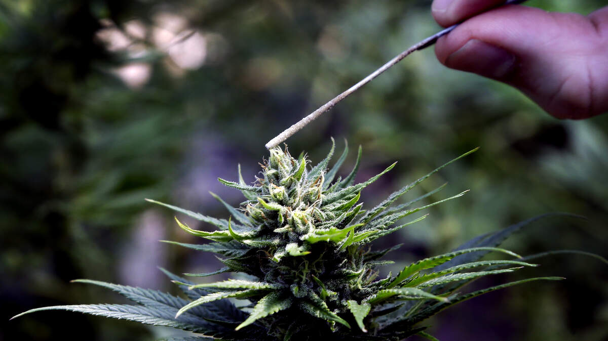 A hemp plant is pollinated at Unique Botanicals in Springfield, Ore.