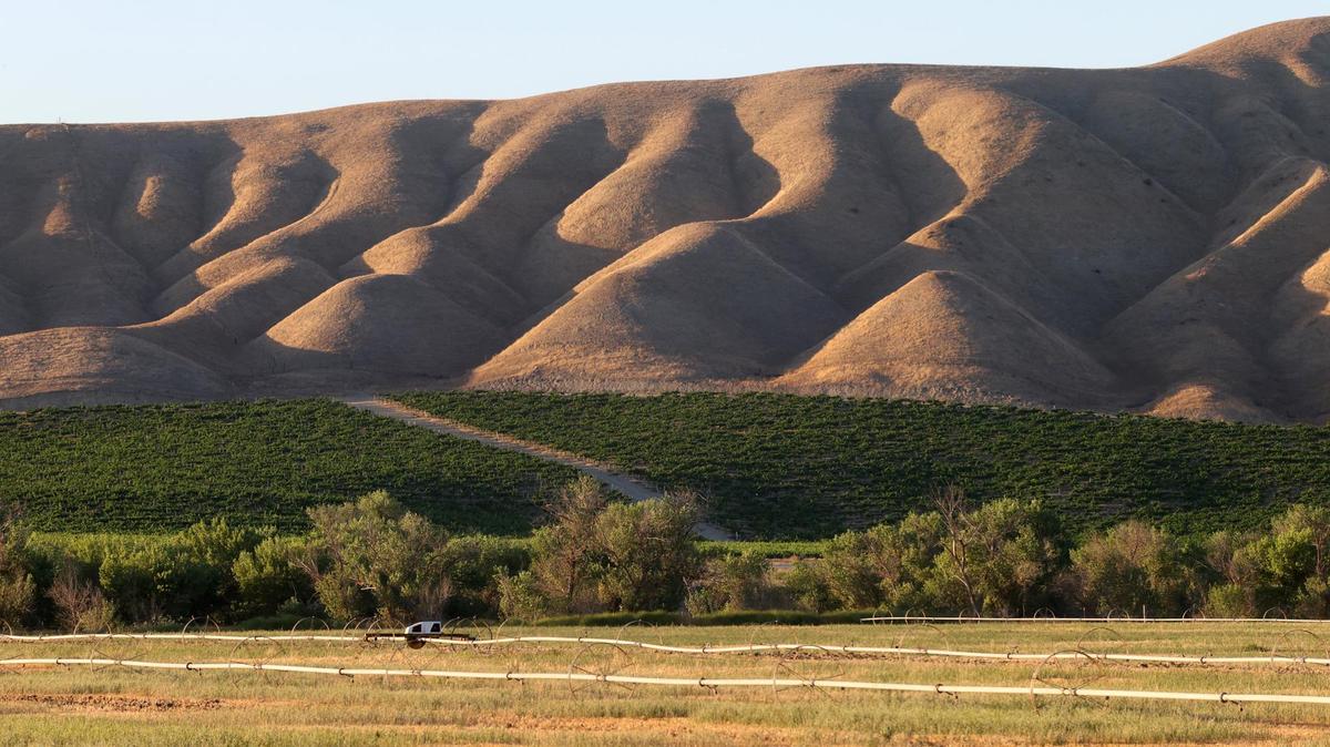 The water basin around Shandon is part of the Shandon San Juan water district. Irrigated field and vineyard are in foreground.