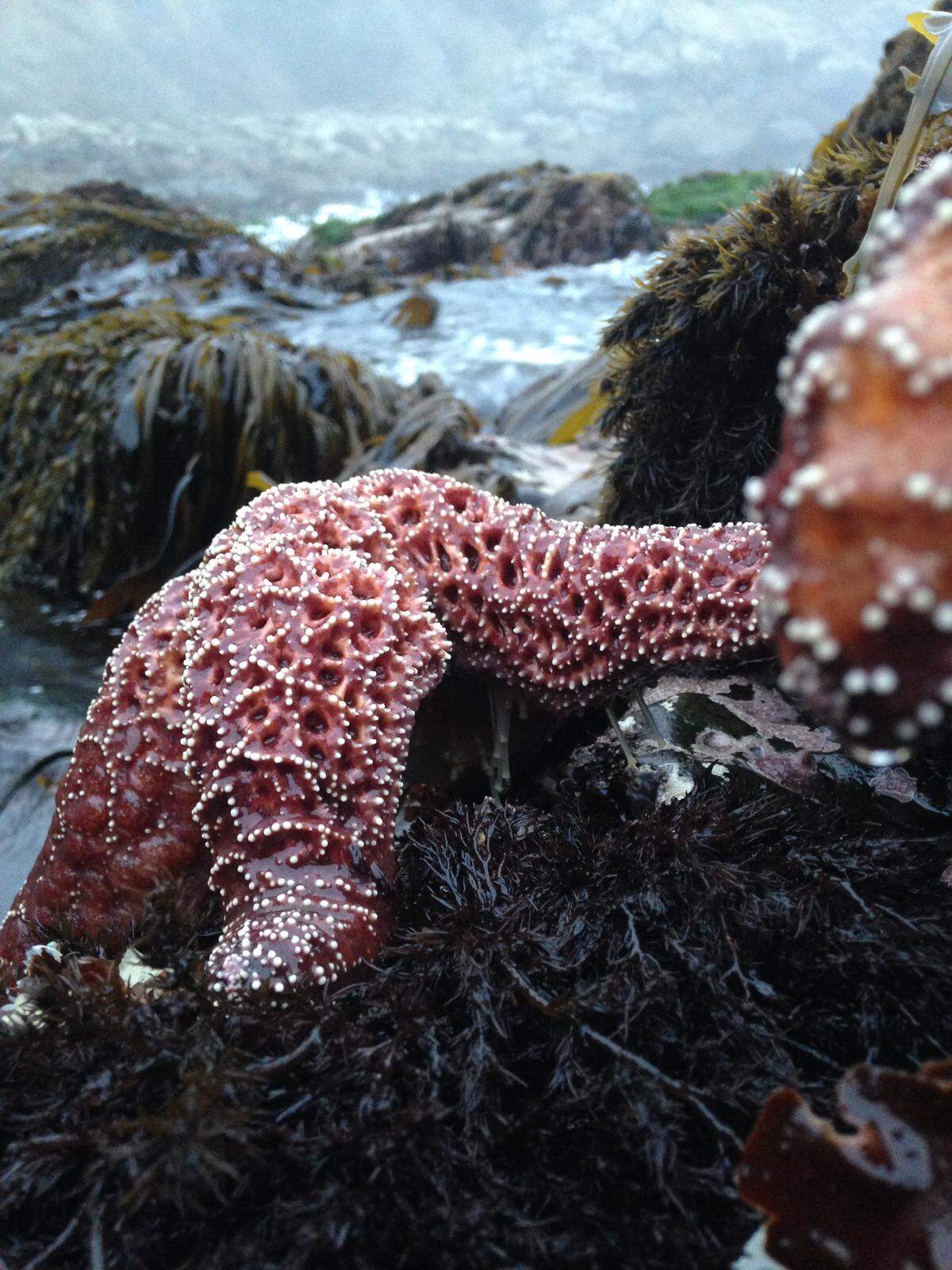 A healthy sea star along the Sonoma County coastline.
