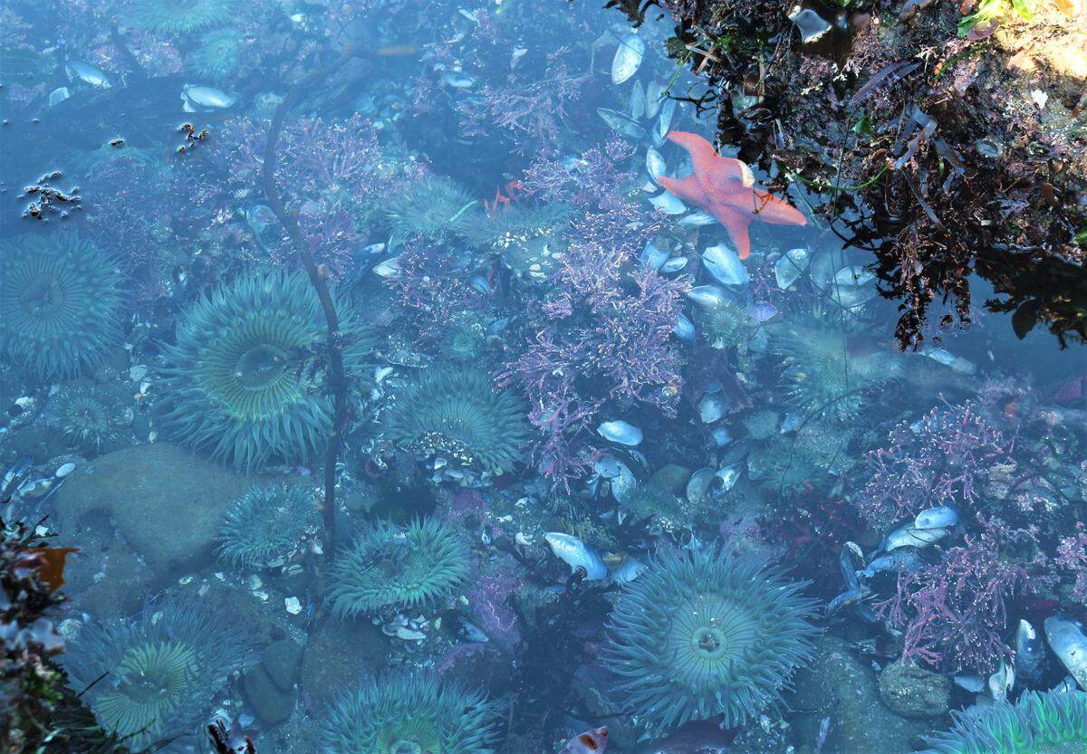 A bat star (top right) hangs out in a tidepool at Estero Bluffs State Park north of Cayucos on Dec. 22, 2022.