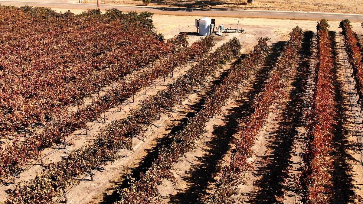 Vineyards in the Paso Robles basin are mostly irrigated with groundwater.