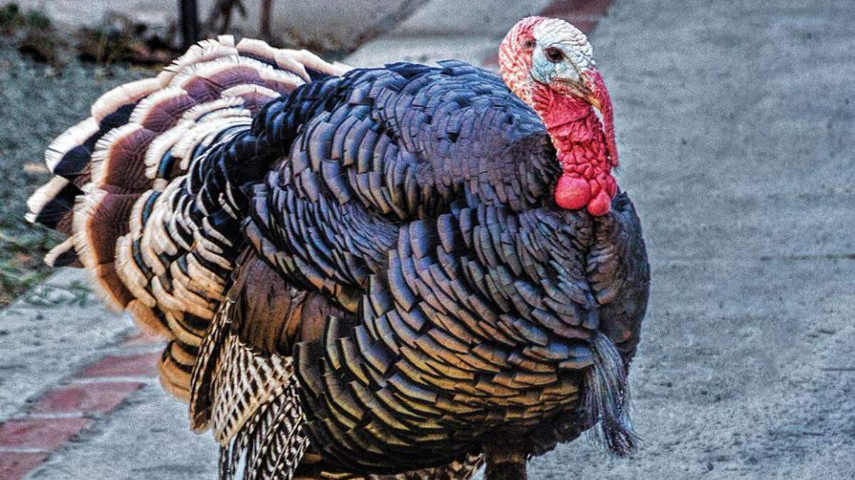 A wild turkey captured by Cambria photographer Elisabeth Haug.
