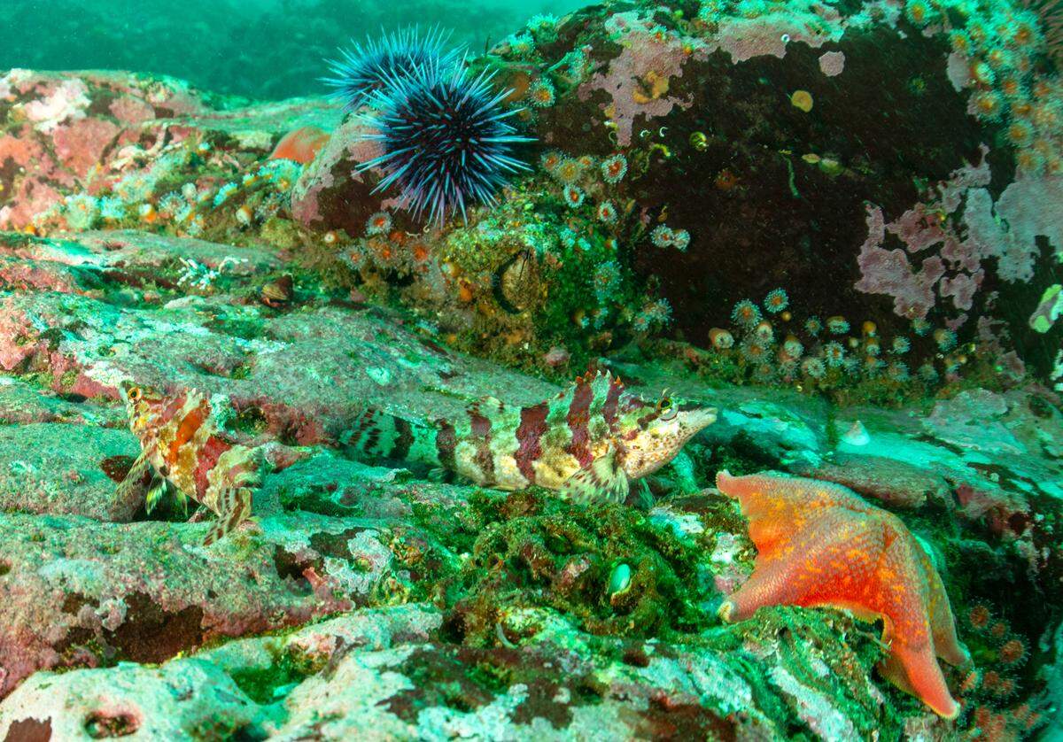 Painted greenling, convict fish, bat star and sea urchins inhabit a rocky reef off Point Estero near the sound monitoring station in the proposed Chumash Heritage National Marine Sanctuary.