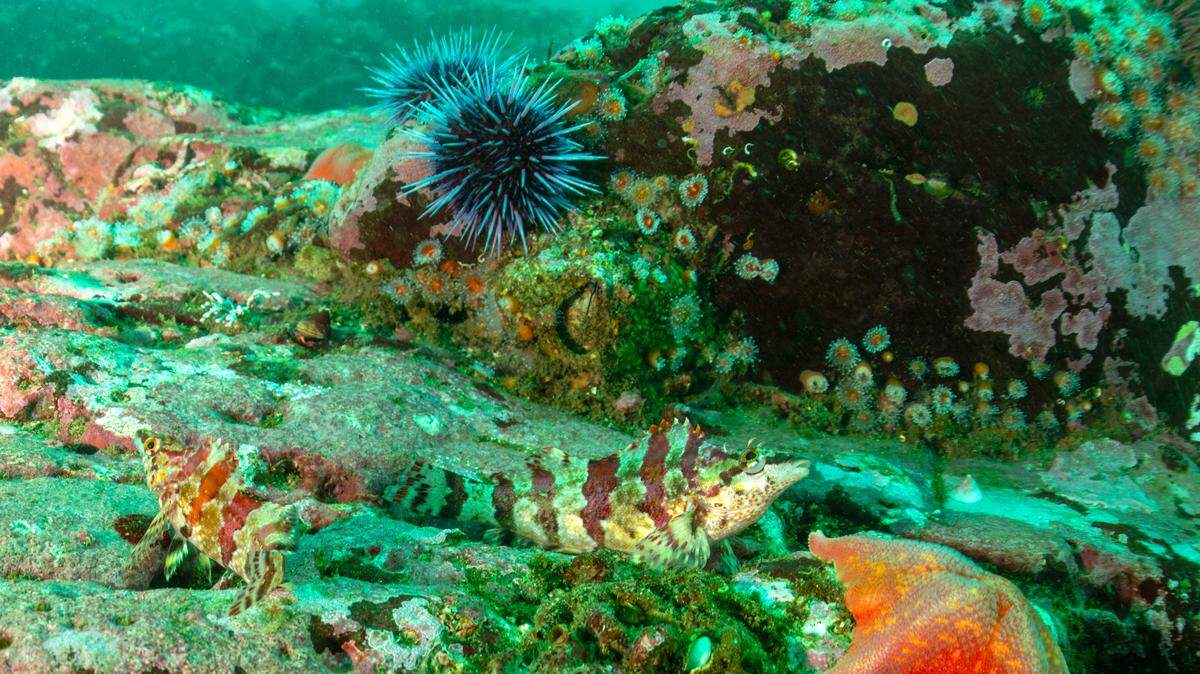Painted greenling, convict fish, bat star and sea urchins inhabit a rocky reef off Point Estero near the sound monitoring station in the proposed Chumash Heritage National Marine Sanctuary.