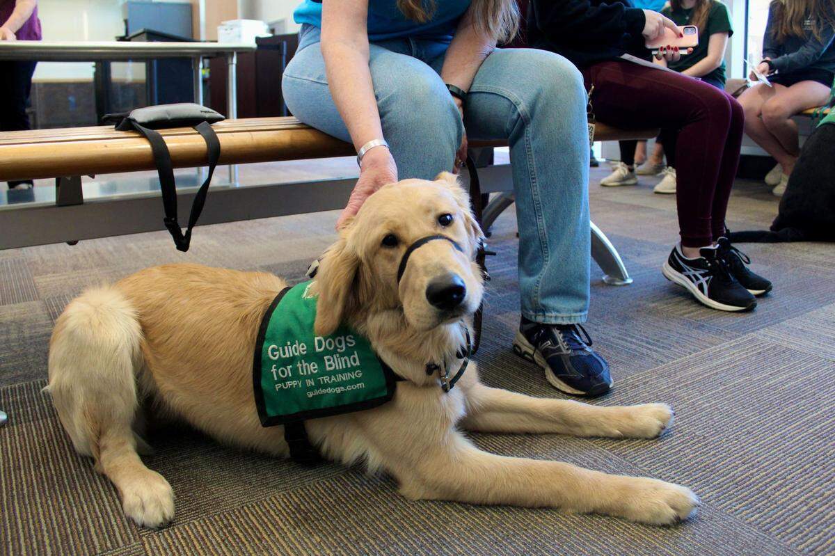 Brioche was one of several puppies who went through a guide dog training exercise at the San Luis Obispo County Regional Airport on Saturday, May 28, 2022.