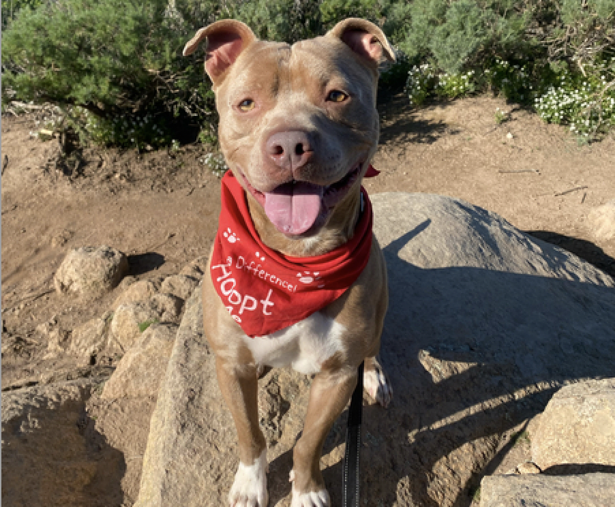 Hercules, a 2-year-old pit bull, is available for adoption at the San Luis Obispo County Animal Services shelter.