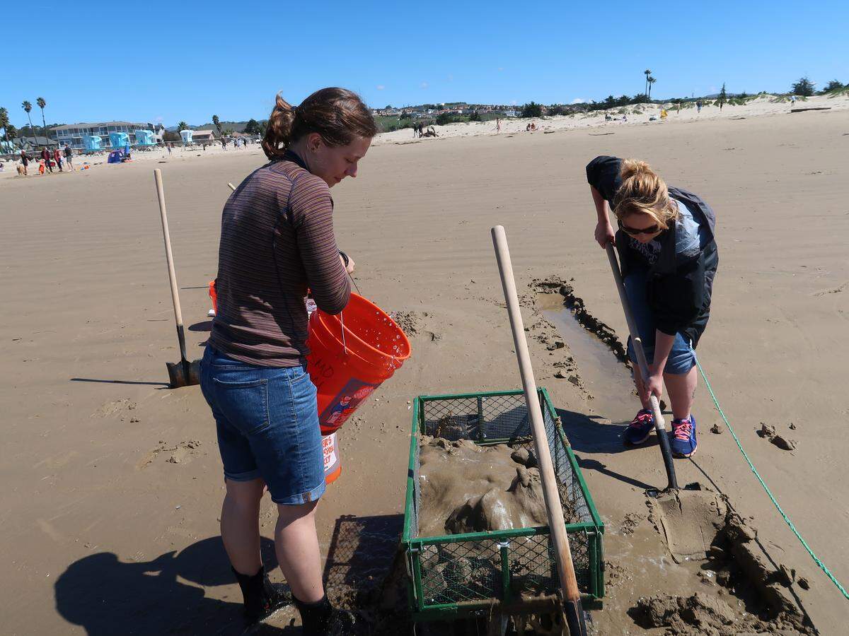 Cal Poly graduate student Alexandra Marquardt pours water over the sand shoveled into the cart by fellow graduate student Ashley Anne Wilson to expose the Pismo clams that she is measuring and examining for her thesis.