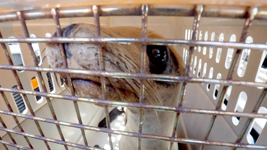California Marine Mammal Center volunteers rescue a one-year-old dehydrated sea lion found in Avila Beach and bring it back to their Morro Bay facility. A newly rescued sea lion named “Landing” looks forlorn inside its crate.