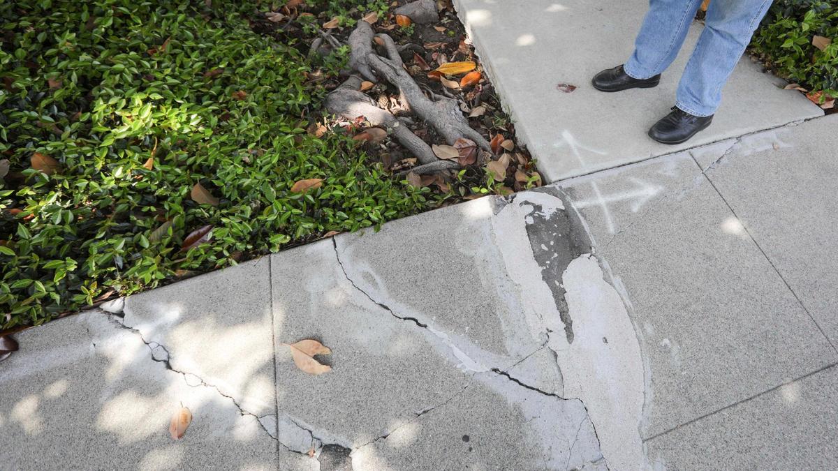 .The roots of a large magnolia tree in Mitchell Parks have caused cracks in sidewalks on Buchon Street.
