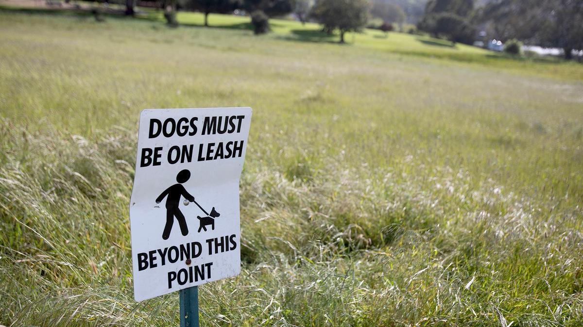 Letter writer says dog walkers are not following city rules on leashing. Dogs have been attacked and injured as a result.