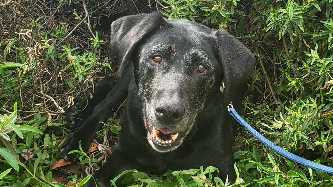 Walter the happy-go-lucky Lab is looking for a forever home