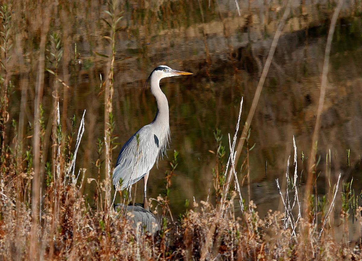 A blue heron basks in the warmth of a morning sunlight as it fishes for breakfast at Santa Margarita Lake on a frosty Wednesday, Feb. 23, 2022.