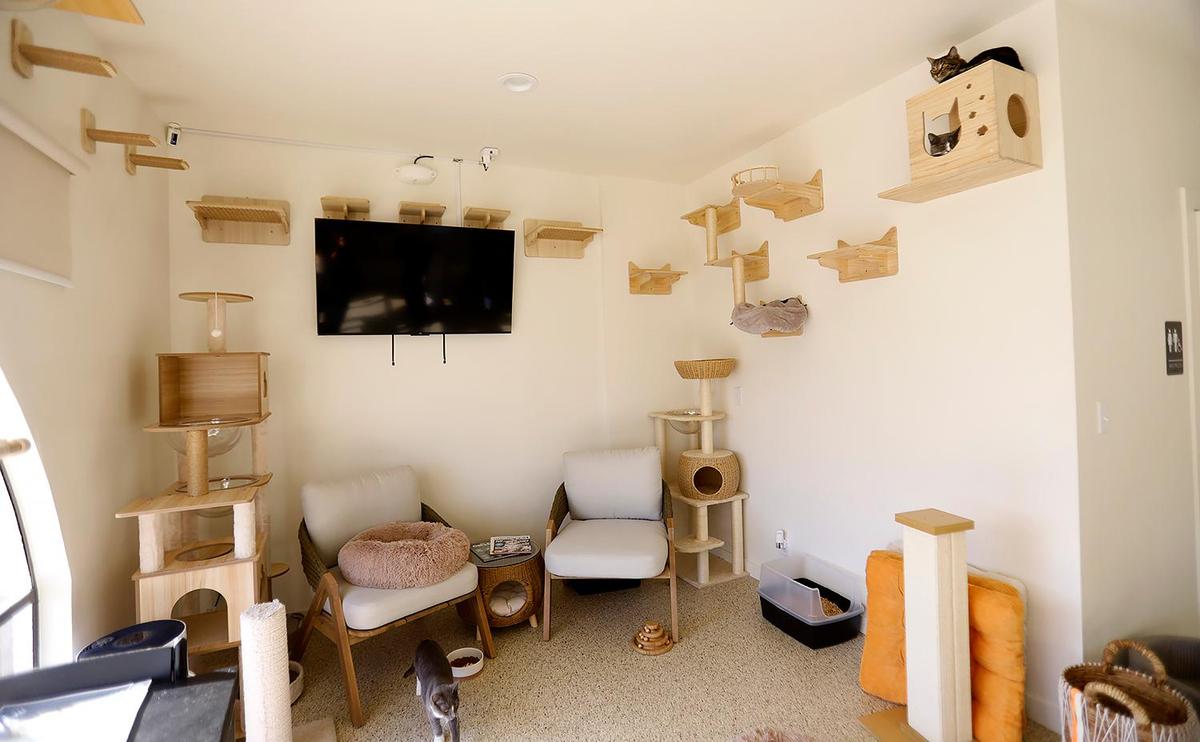 Inside the Cat Cafe cats are free to roam and climb on the walls. The Caffeinated Cat Cafe hosted its grand opening in Grover Beach on Dec. 14, 2024, after over a year of trying to get the business up and running.
