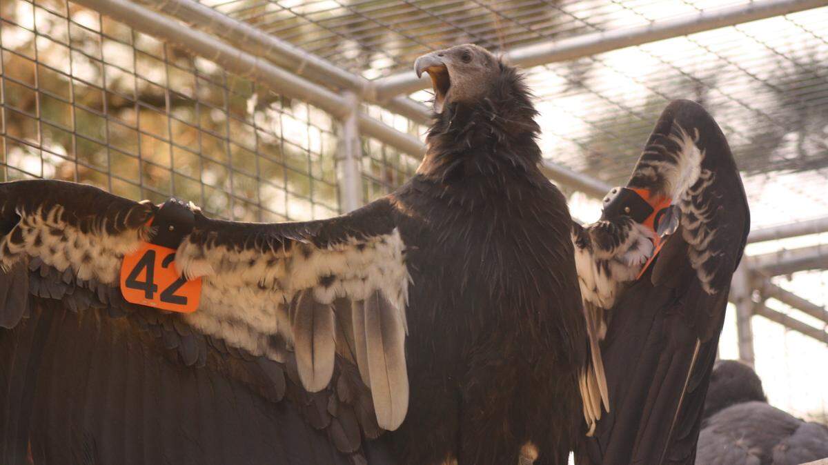 Juvenile condor No. 42 stretches her wings while waiting for a November 2021 release from her holding pen above San Simeon.