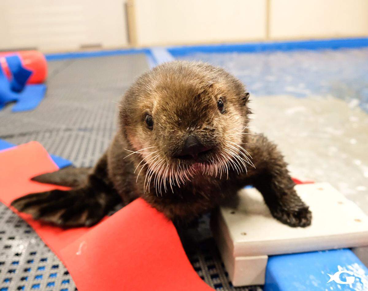 Mara was found stranded and alone near Port San Luis in mid-January. Here she is at her new home at Georgia Aquarium.