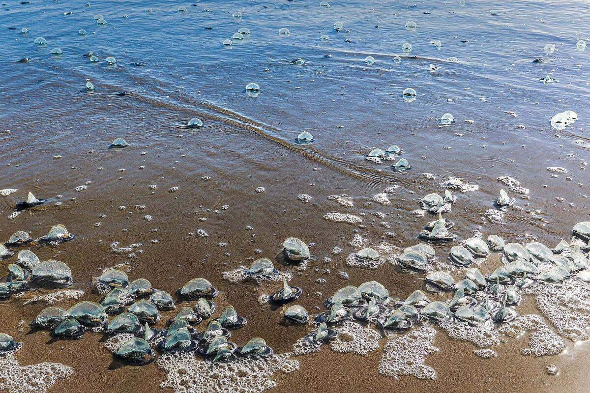 By-the-wind sailors washed up on San Luis Obispo County beaches in April 2026.