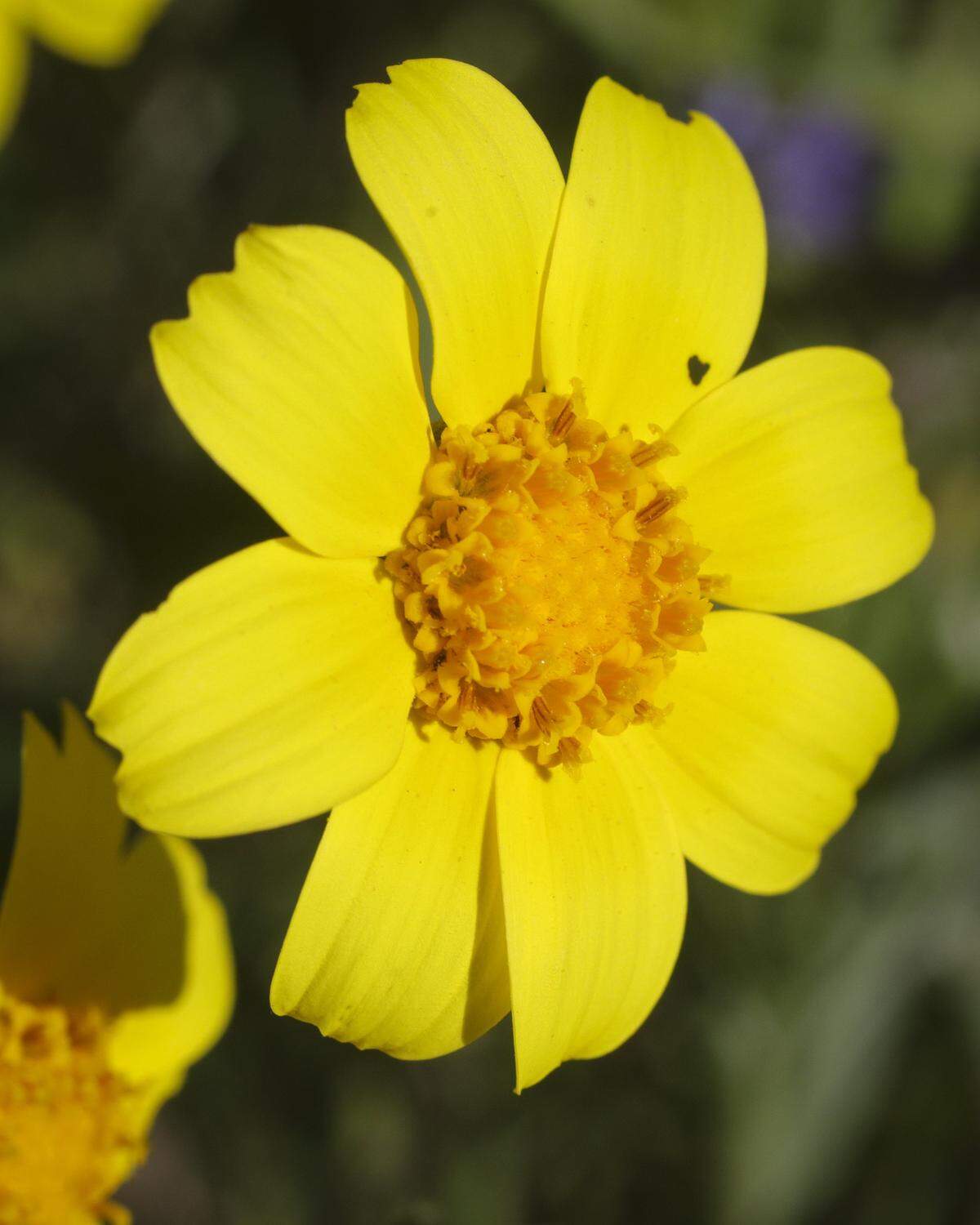 A common hillside daisy blooms next to Highway 58 on Feb. 5, 2026. Wildflowers got an early start in California Valley on west-facing hills after a dry spell followed early winter rains.