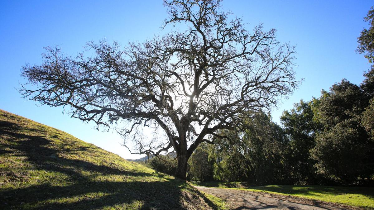 A valley oak waits for spring and new leaves. The Cambria Center for the Arts