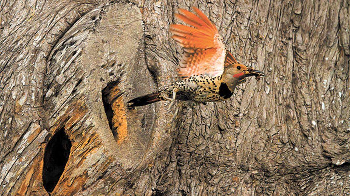 Alice Cahill's photo of a red-shafted Northern flicker flying from its nest in an old tree trunk near Spooner’s Ranch House won grand prize in the 2012 Audubon Magazine Photography Awards.