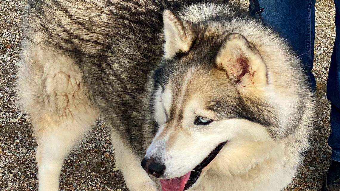 Wednesday the happy Alaskan husky has ‘arresting blue eyes.’ She needs a new home