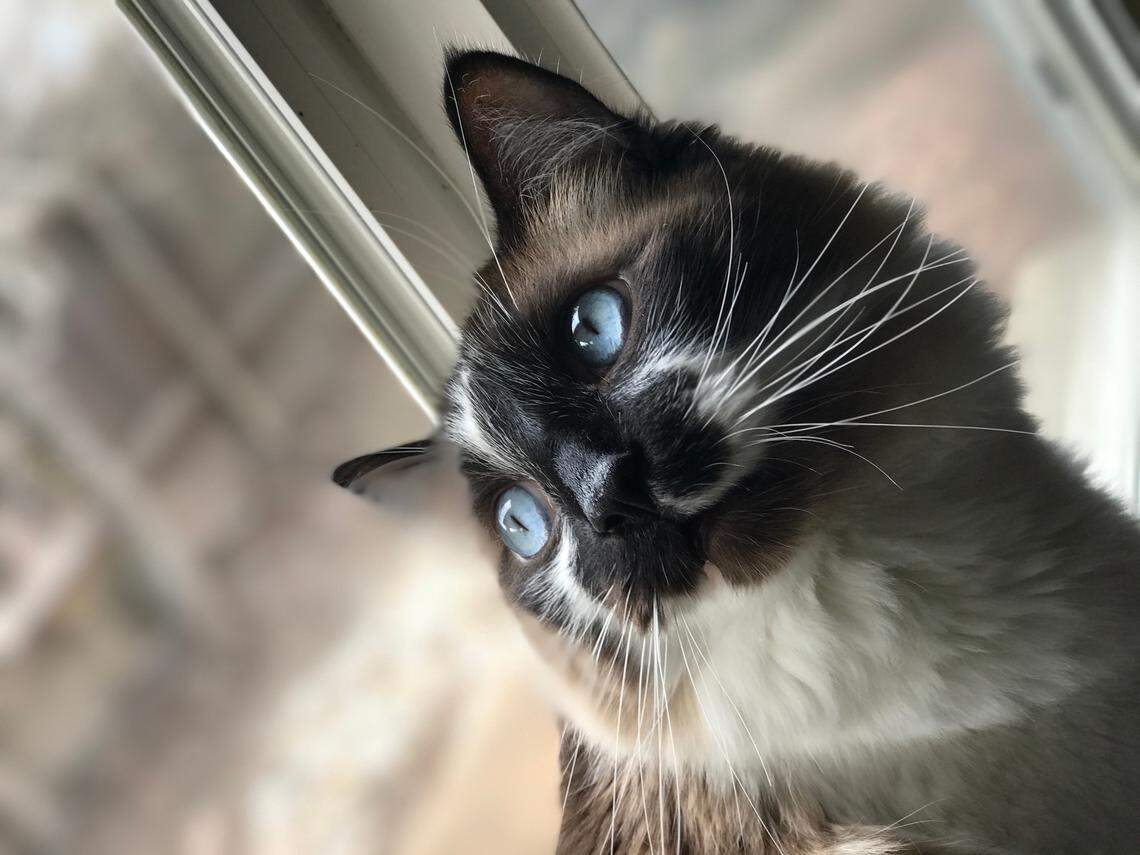 Mouse, a 10-year-old cat, is the pet of The Tribune editor Joe Tarica. His hobbies include being grumpy, biting you if you touch his mittens and avoiding boops at all costs.