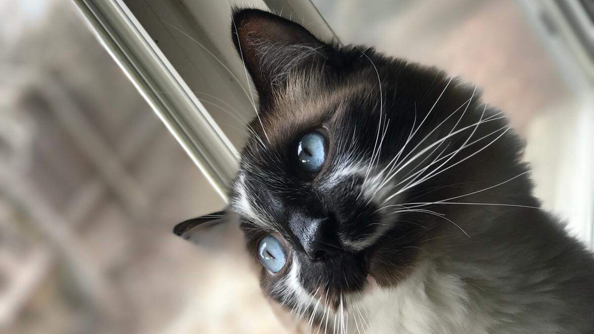 Mouse, a 10-year-old cat, is the pet of The Tribune editor Joe Tarica. His hobbies include being grumpy, biting you if you touch his mittens and avoiding boops at all costs.