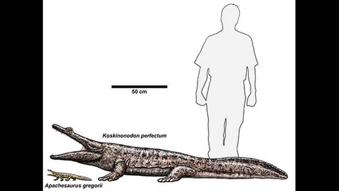 Metoposaurs were enormous, flat-headed, carnivorous amphibians. They could be up to six feet in length